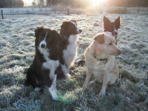 300Kopie von Img_1940.jpg